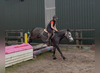 Connemara, Jument, 4 Ans, 144 cm, Gris pommelé