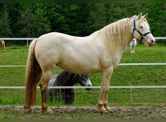 Connemara, Jument, 4 Ans, 144 cm, Perlino