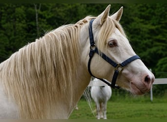 Connemara, Jument, 4 Ans, 144 cm, Perlino