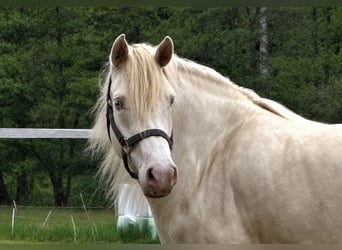 Connemara, Jument, 4 Ans, 144 cm, Perlino