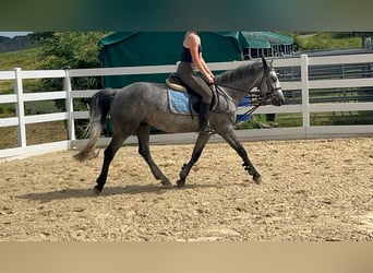 Connemara, Jument, 4 Ans, 144 cm, Rouan bleu