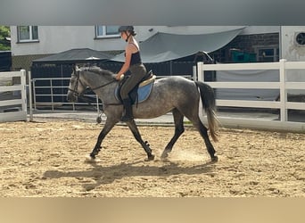 Connemara, Jument, 4 Ans, 144 cm, Rouan bleu