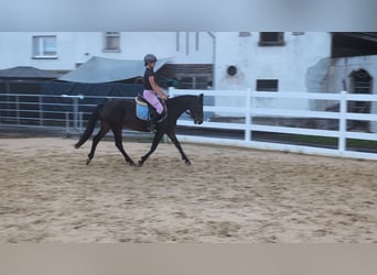 Connemara, Jument, 4 Ans, 145 cm, Bai