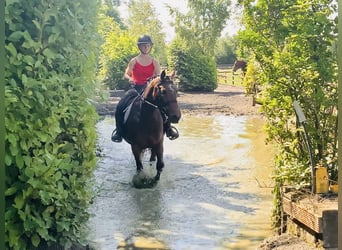 Connemara, Jument, 4 Ans, 145 cm, Bai