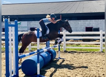 Connemara, Jument, 4 Ans, 145 cm, Bai