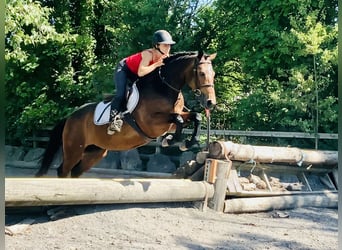 Connemara, Jument, 4 Ans, 145 cm, Bai
