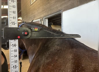 Connemara, Jument, 4 Ans, 145 cm, Bai