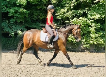 Connemara, Jument, 4 Ans, 145 cm, Bai