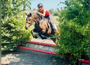 Connemara, Jument, 4 Ans, 145 cm, Bai