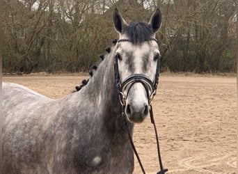 Connemara, Jument, 4 Ans, 145 cm, Gris