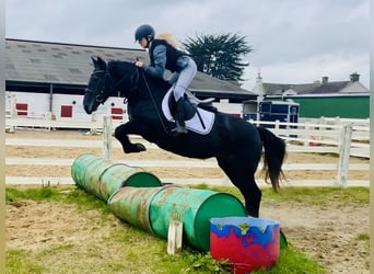 Connemara, Jument, 4 Ans, 145 cm, Gris