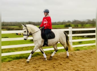 Connemara, Jument, 4 Ans, 145 cm, Gris