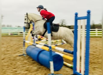 Connemara, Jument, 4 Ans, 145 cm, Gris