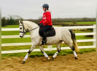 Connemara, Jument, 4 Ans, 145 cm, Gris