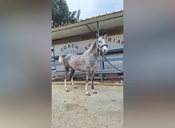 Connemara, Jument, 4 Ans, 145 cm, Gris