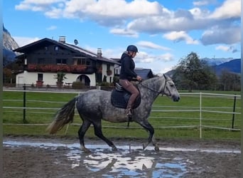 Connemara, Jument, 4 Ans, 145 cm, Gris