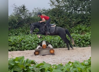 Connemara, Jument, 4 Ans, 145 cm, Gris noir