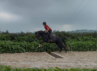Connemara, Jument, 4 Ans, 145 cm, Gris noir