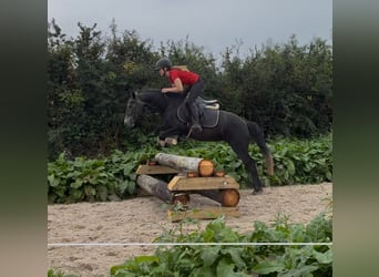 Connemara, Jument, 4 Ans, 145 cm, Gris noir