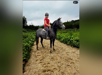 Connemara, Jument, 4 Ans, 145 cm, Gris noir