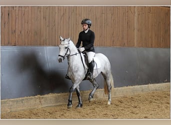 Connemara, Jument, 4 Ans, 145 cm, Gris noir