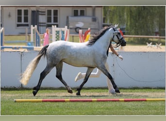 Connemara, Jument, 4 Ans, 145 cm, Gris noir