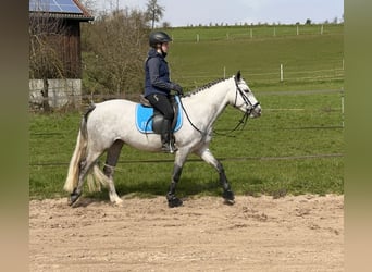 Connemara, Jument, 4 Ans, 145 cm, Gris noir
