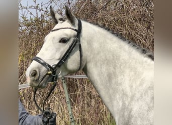 Connemara, Jument, 4 Ans, 145 cm, Gris noir