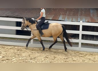 Connemara, Jument, 4 Ans, 145 cm, Isabelle