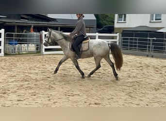 Connemara, Jument, 4 Ans, 146 cm, Gris