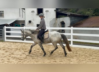 Connemara, Jument, 4 Ans, 146 cm, Gris