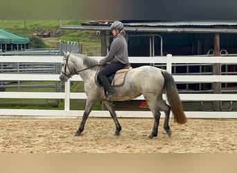 Connemara, Jument, 4 Ans, 146 cm, Gris