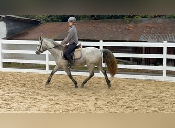 Connemara, Jument, 4 Ans, 146 cm, Gris