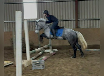 Connemara, Jument, 4 Ans, 146 cm, Gris