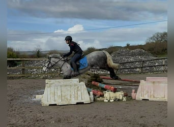 Connemara, Jument, 4 Ans, 146 cm, Gris