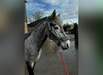 Connemara, Jument, 4 Ans, 146 cm, Gris