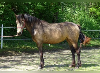 Connemara, Jument, 4 Ans, 146 cm, Isabelle