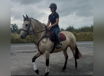 Connemara, Jument, 4 Ans, 146 cm, Isabelle