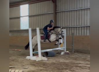Connemara, Jument, 4 Ans, 146 cm, Isabelle