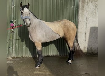 Connemara, Jument, 4 Ans, 146 cm, Isabelle