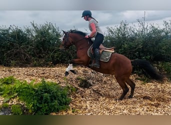 Connemara, Jument, 4 Ans, 147 cm, Bai