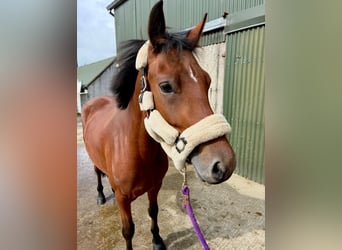 Connemara, Jument, 4 Ans, 147 cm, Bai