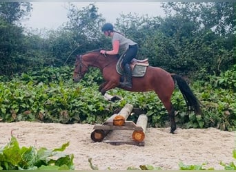 Connemara, Jument, 4 Ans, 147 cm, Bai