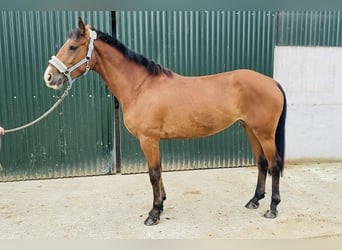 Connemara, Jument, 4 Ans, 147 cm, Bai