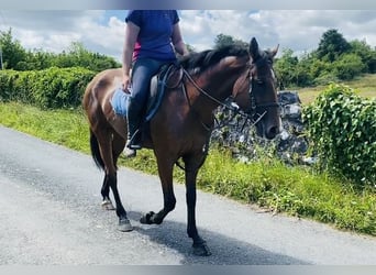 Connemara, Jument, 4 Ans, 147 cm, Bai