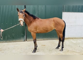 Connemara, Jument, 4 Ans, 147 cm, Bai