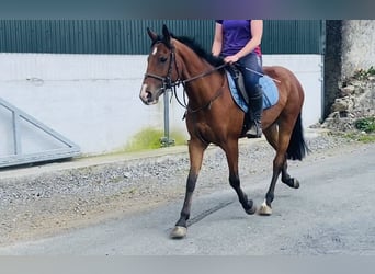 Connemara, Jument, 4 Ans, 147 cm, Bai