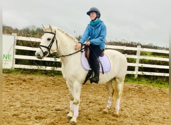 Connemara, Jument, 4 Ans, 147 cm, Gris