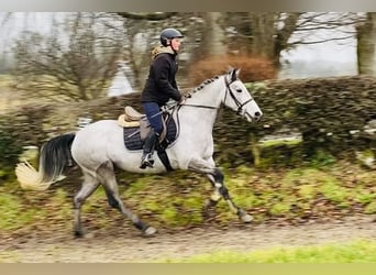 Connemara, Jument, 4 Ans, 147 cm, Gris