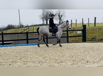 Connemara, Jument, 4 Ans, 147 cm, Gris